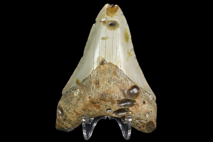 Bargain, Fossil Megalodon Tooth - North Carolina #129980